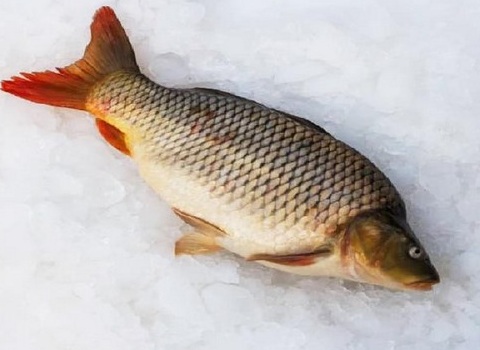 قیمت خرید ماهی کپور مشهد عمده به صرفه و ارزان